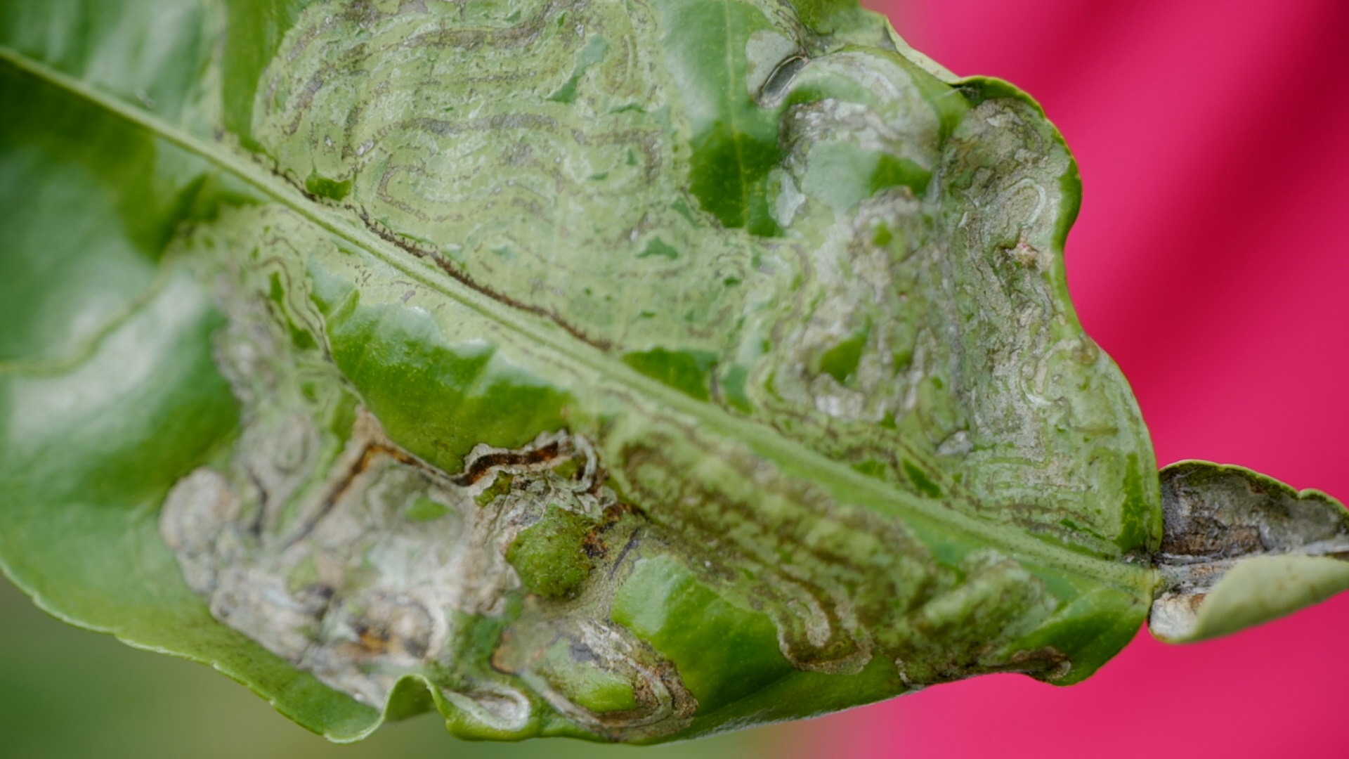 Get It Growing: How to recognize citrus leafminer damage 